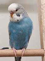 1-0 dun fallow broedrijp, Meerdere dieren, Parkiet