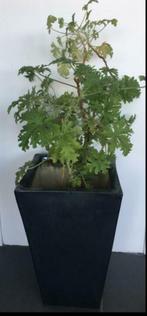 Grote zwarte vintage cascade bloempot 41,7cm bio kamerplant, 25 tot 40 cm, Binnen, Ophalen of Verzenden, Zo goed als nieuw