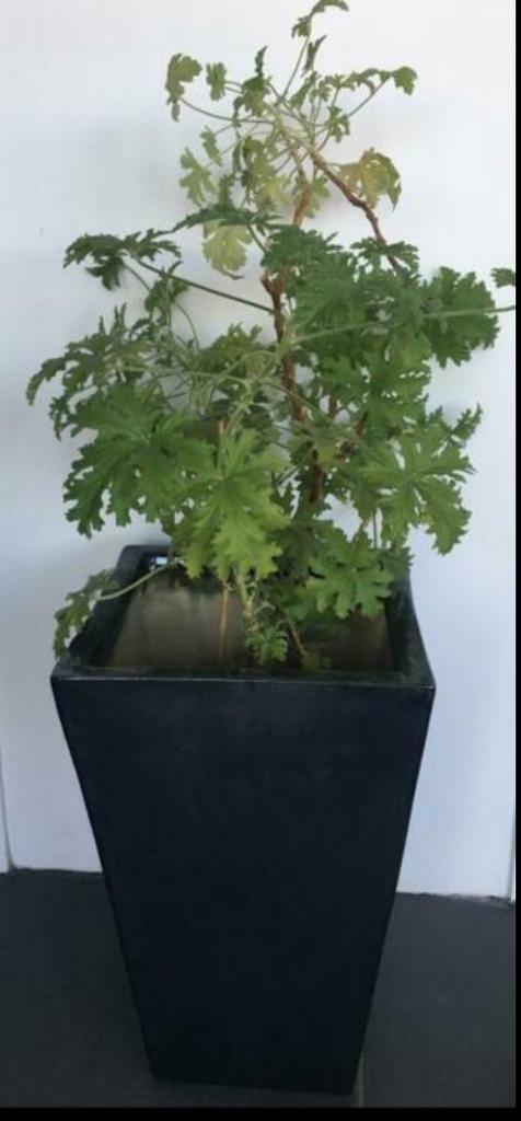 Grote zwarte vintage cascade bloempot 41,7cm bio kamerplant, Tuin en Terras, Bloempotten, Zo goed als nieuw, Terracotta, Binnen