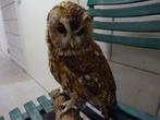 opgezette vogels, Verzamelen, Dierenverzamelingen, Ophalen of Verzenden, Gebruikt, Vogel, Opgezet dier
