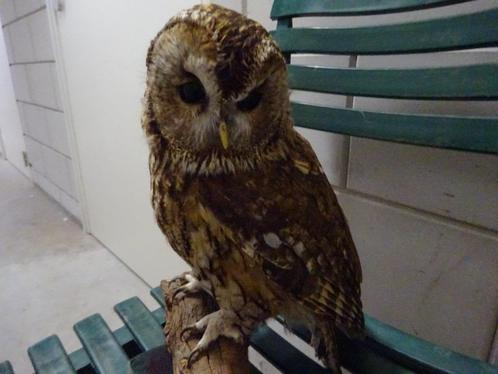 opgezette vogels, Verzamelen, Dierenverzamelingen, Gebruikt, Opgezet dier, Vogel, Ophalen of Verzenden