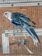 Koppel rosella's mutaties, Meerdere dieren, Parkiet, Geringd