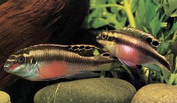 Kersenbuik koppel beschikbaar voor biedingen