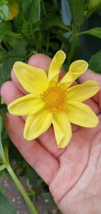 Dahlia citroen geel 50-70cm hoog 3 stuks, Tuin en Terras, Volle zon, Vaste plant, Zomer, Ophalen