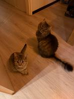 2 poezen moeder en dochter Brits korthaar kruising, Dieren en Toebehoren, Katten en Kittens | Raskatten | Langhaar, Poes, Gechipt