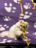 Kitten pers silvershaded, Dieren en Toebehoren, Katten en Kittens | Raskatten | Korthaar, Kater, Ontwormd