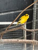 Zang kanaries, Meerdere dieren