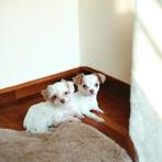 3 Prachtige Bolonka /Chihuahua - puppy's beschikbaar, Parvo, 8 tot 15 weken, Teef, Meerdere