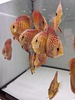 Discus, Zoetwatervis, Schoolvis, Vis