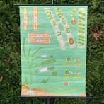 Botanische schoolplaat Algen - Jung Koch Quentell, Antiek en Kunst, Antiek | Schoolplaten, Natuur en Biologie, Ophalen of Verzenden