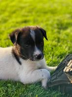 boerenfox x bordercollie pups, Dieren en Toebehoren, Honden | Niet-rashonden, 8 tot 15 weken, CDV (hondenziekte), Meerdere, Meerdere dieren