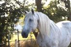 Leuke PRE zoekt 5* huisje, Dieren en Toebehoren, Paarden, Ruin, M, 11 jaar of ouder, Gechipt