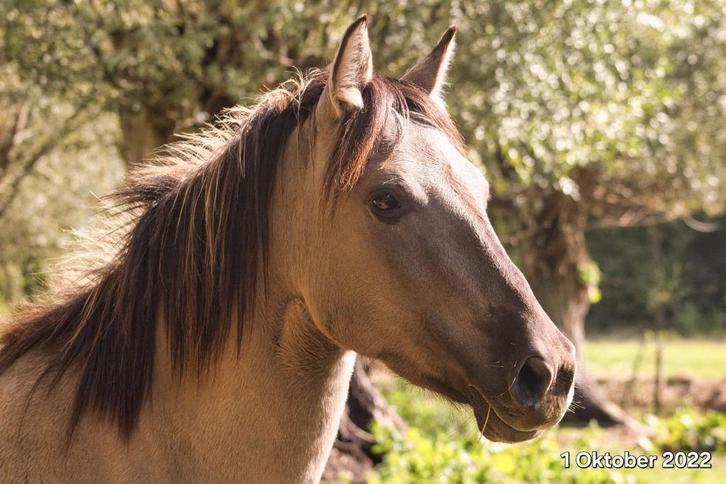 Paarden te lease in EDE voor sport en recreatie, Diensten en Vakmensen, Dieren | Paarden | Verzorging, Oppas en Les, Paardrijles of Ponykampen