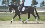 Dressuurmerrie glock's zonik x indoctro, Dieren en Toebehoren, Paarden, Merrie, Dressuurpaard