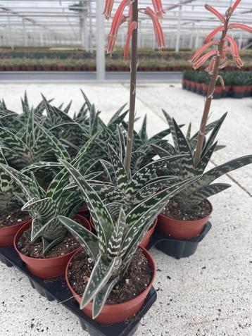 Succulent Aloe Variegata potmaat 8,5cm beschikbaar voor biedingen