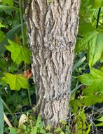 Liquidambar Amberboom mooie wordt met draadkluit geleverd, Ophalen of Verzenden, Bloeit niet, Volle zon, Overige soorten