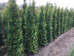 Thuja Brabant, haagconiferen, coniferen met bollen, laurier, Tuin en Terras, Planten | Struiken en Hagen, Haag, Conifeer, Ophalen