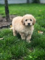 ontdek onze Cockapoo pups, Dieren en Toebehoren, Honden | Niet-rashonden, België, CDV (hondenziekte), 8 tot 15 weken, Meerdere