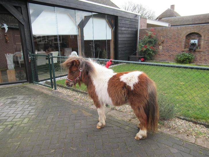 @ super mooie bonte merrie Jolie, Dieren en Toebehoren, Pony's, Merrie, A pony (tot 1.17m), Dressuurpony, 3 tot 6 jaar, Gechipt