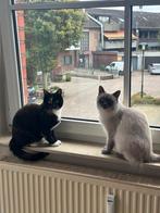 Lapjeskat + Bluepoint Ragdoll, Dieren en Toebehoren, Katten en Kittens | Overige Katten, Poes