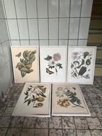 Vintage ingelijste prints Maria Sybilla Merian botanisch, Antiek en Kunst, Kunst | Etsen en Gravures, Ophalen of Verzenden