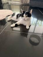 Katten, Dieren en Toebehoren, Poes, Kortharig, 6 jaar of ouder