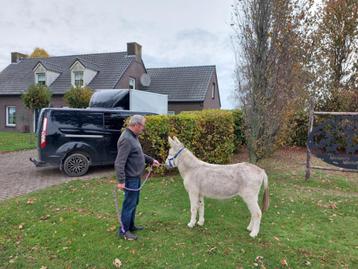 Super brave ezel ruin beschikbaar voor biedingen