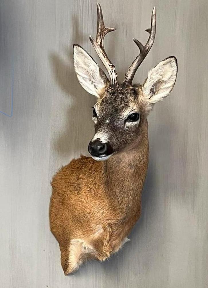 Opgezette reebok reekop opgezet dier gewei hertenkop veluwe, Verzamelen, Dierenverzamelingen, Gebruikt, Gewei of Kop, Hert, Ophalen