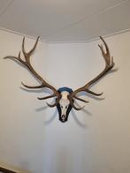 Geweitrofee van een Edelhert, Ophalen