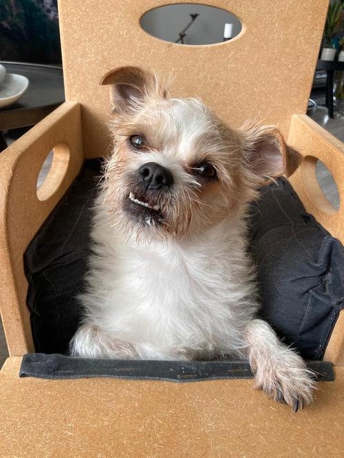 Stoel voor slokdarmverlamming, Megaoesophagus, Bailey chair, Dieren en Toebehoren, Honden-accessoires, Zo goed als nieuw, Ophalen