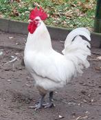 40 Poule de Bresse kuikens, Meerdere dieren, Kip