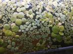3 verschillende drijfplanten, Dieren en Toebehoren, Vissen | Aquaria en Toebehoren, Ophalen, Nieuw, Plant(en), Steen of Hout