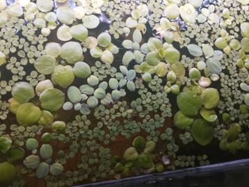 3 verschillende drijfplanten  beschikbaar voor biedingen