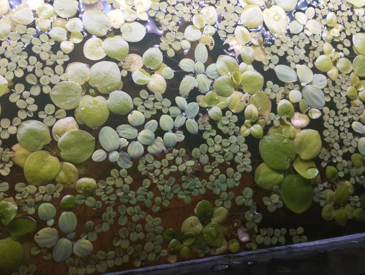 3 verschillende drijfplanten, Dieren en Toebehoren, Vissen | Aquaria en Toebehoren, Nieuw, Plant(en), Steen of Hout, Ophalen
