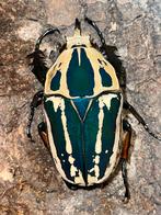 MTU larven diverse kleurslagen., Dieren en Toebehoren, Insecten en Spinnen, Overige soorten