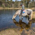Ik zoek stalling/weidegang voor mijn Percheron Merrie in Ein, Dieren en Toebehoren, Stalling en Weidegang, Weidegang, 1 paard of pony