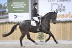 Te koop  brave Z2 dressuur paard Negro x Tolando, ZZ, Gechipt, Ruin, Dressuurpaard