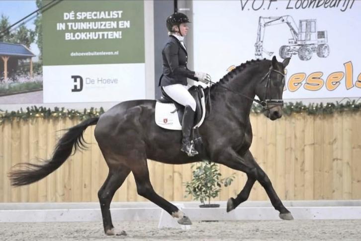 Te koop  brave Z2 dressuur paard Negro x Tolando, Dieren en Toebehoren, Paarden, Ruin, ZZ, 170 tot 175 cm, 7 tot 10 jaar, Dressuurpaard