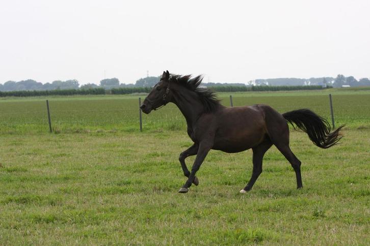 Furst Zonik Merrie 4 jaar, Dieren en Toebehoren, Paarden, Merrie, Onbeleerd, 170 tot 175 cm, 3 tot 6 jaar, Dressuurpaard, Met stamboom