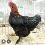 Koperzwarte marans hennen!, Dieren en Toebehoren, Pluimvee, Vrouwelijk, Kip