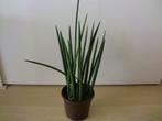 Sanseveria Cylindrica Straight, Huis en Inrichting, Overige soorten, Minder dan 100 cm, Groene kamerplant, Halfschaduw