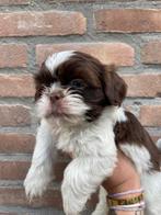 Boomer pups 4 teefjes 3 reutjes, CDV (hondenziekte), 8 tot 15 weken, Meerdere, Nederland