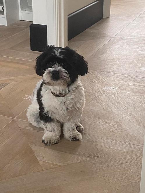 Oppas voor Toby (boomer),woe-middag Noordwijk e.o Max 5 km, Diensten en Vakmensen, Dieren | Honden | Verzorging, Oppas en Les