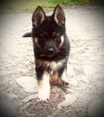 Leuke Dekreu ter beschikking. (Hond is niet te koop), Rabiës (hondsdolheid), Reu, 1 tot 2 jaar, Eén hond