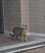 Moeder en zoon  benegal, Dieren en Toebehoren, Katten en Kittens | Overige Katten, Meerdere dieren