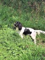 Engelse Springer Spaniel pups verwacht, CDV (hondenziekte), 8 tot 15 weken, Meerdere, Meerdere dieren
