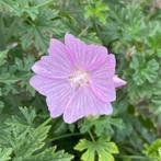 Zaden vijfdelig kaasjeskruid (Malva alcea) - inheems, Tuin en Terras, Ophalen of Verzenden, Voorjaar, Volle zon, Zaad