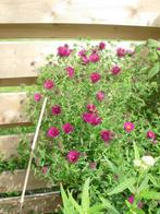herfstaster rood, Tuin en Terras, Planten | Tuinplanten, Ophalen, Zomer, Overige soorten, Halfschaduw