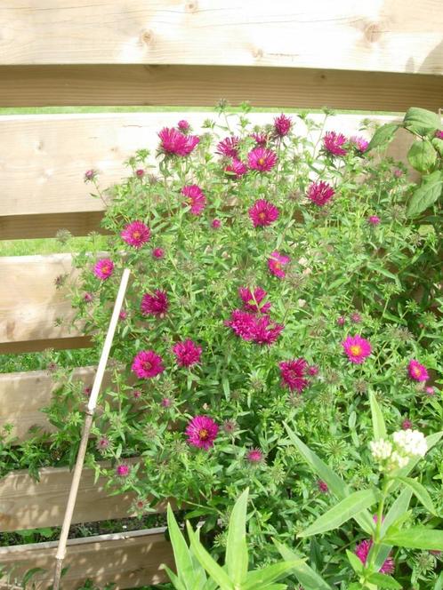 herfstaster rood, Tuin en Terras, Planten | Tuinplanten, Overige soorten, Halfschaduw, Zomer, Ophalen