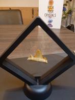 Haai tand in venster - 12,5 cm, Ophalen of Verzenden, Fossiel